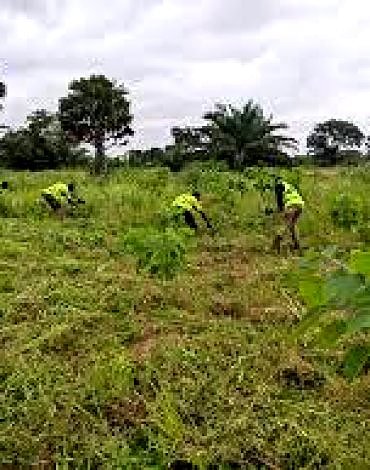 Reboisement et Environnement