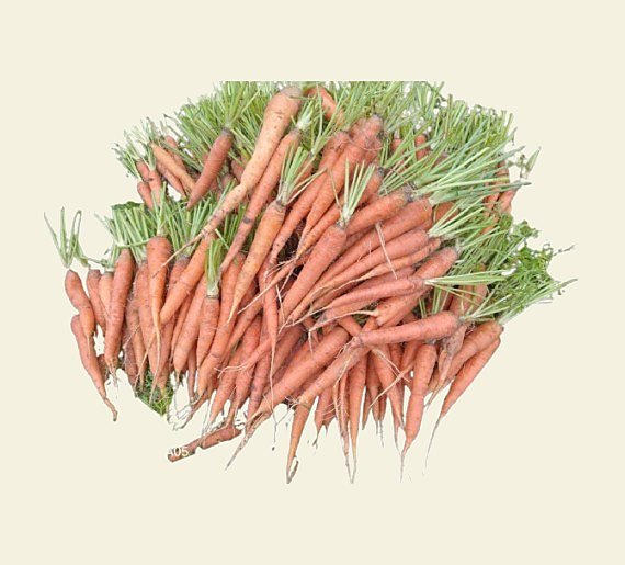 Carotte biologique