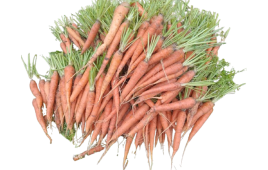 Carotte biologique